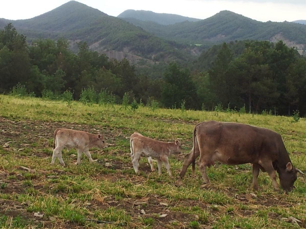Pensjonat Casa Encuentra, En El Pirineo Al Lado De Ainsa El Pueyo de Araguás Zewnętrze zdjęcie